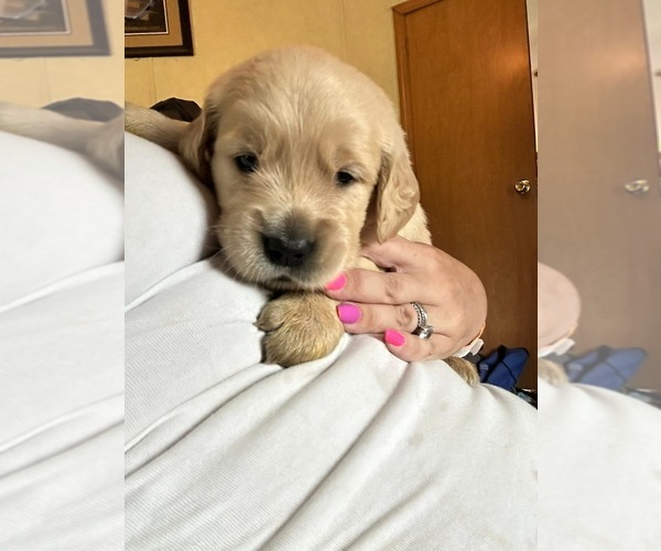 Medium Photo #11 Golden Retriever Puppy For Sale in WATERBURY, VT, USA
