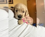 Small Photo #11 Golden Retriever Puppy For Sale in WATERBURY, VT, USA