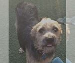 Small #1 Border Terrier Mix