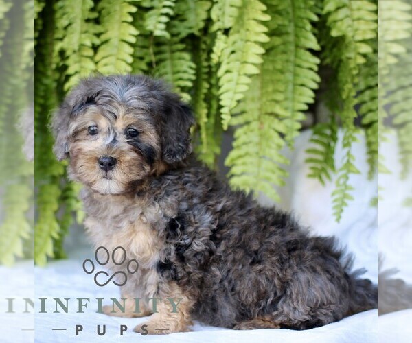 Medium Photo #3 Shih-Poo Puppy For Sale in GORDONVILLE, PA, USA