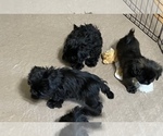 Small Photo #15 Shih Tzu Puppy For Sale in GLOUCESTER, VA, USA