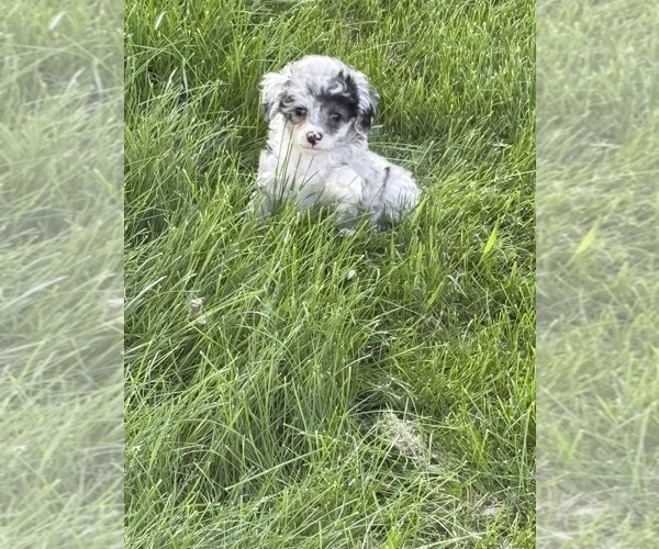 Medium Photo #1 Poodle (Toy) Puppy For Sale in DYERSVILLE, IA, USA