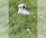 Puppy 3 Poodle (Toy)