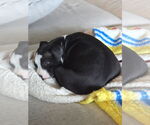Small #2 American Pit Bull Terrier Mix