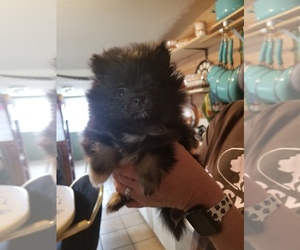 Pomeranian Puppy for sale in FULTON, MO, USA