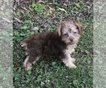 Puppy 2 YorkiePoo