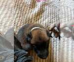 Small #1 Mutt