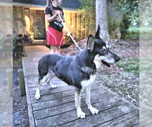 German Shepherd Dog-Unknown Mix Dogs for adoption in Rutherfordton, NC, USA