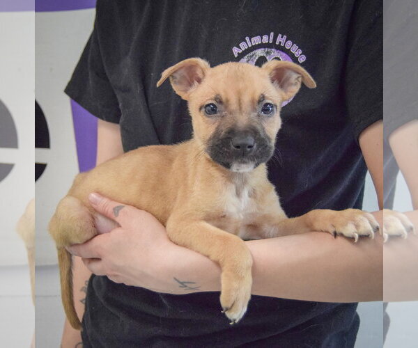 Medium Photo #3 American Staffordshire Terrier-Boxer Mix Puppy For Sale in Huntley, IL, USA