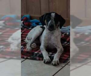 Cookie's Puppies *Help! We need a foster home!* - Female Labrador Retriever-Unknown Mix Dog for Adoption - Photo #7