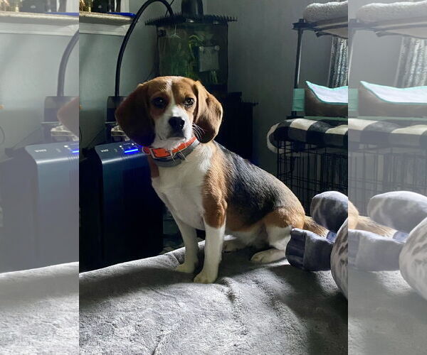 Medium Photo #2 Beagle Puppy For Sale in Chesapeake, VA, USA