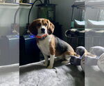 Small #1 Beagle