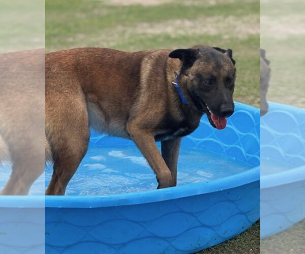 Medium Photo #3 Mutt Puppy For Sale in Imlay City, MI, USA