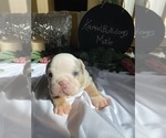 Small Photo #8 English Bulldog Puppy For Sale in SANTA CLARITA, CA, USA