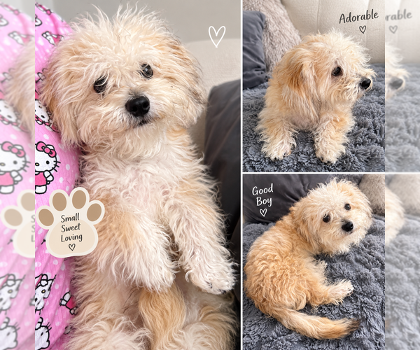 Medium Photo #1 Zuchon Puppy For Sale in COLUMBUS, OH, USA