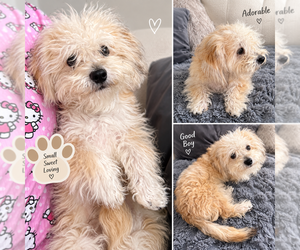 Zuchon Puppy for sale in COLUMBUS, OH, USA