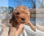 Small Photo #121 Goldendoodle (Miniature) Puppy For Sale in GASTONIA, NC, USA