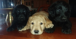 Labradoodle Puppy for sale in PARADISE, CA, USA