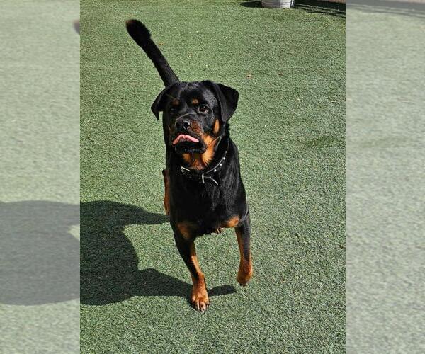 Medium Photo #3 Rottweiler-Unknown Mix Puppy For Sale in Rockwall, TX, USA