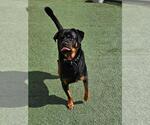 Small #2 Rottweiler Mix