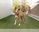 Small #2 Mutt