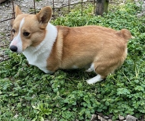 Father of the Pembroke Welsh Corgi puppies born on 01/07/2022