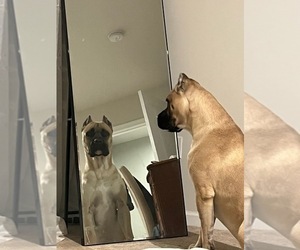Father of the Cane Corso puppies born on 04/23/2025