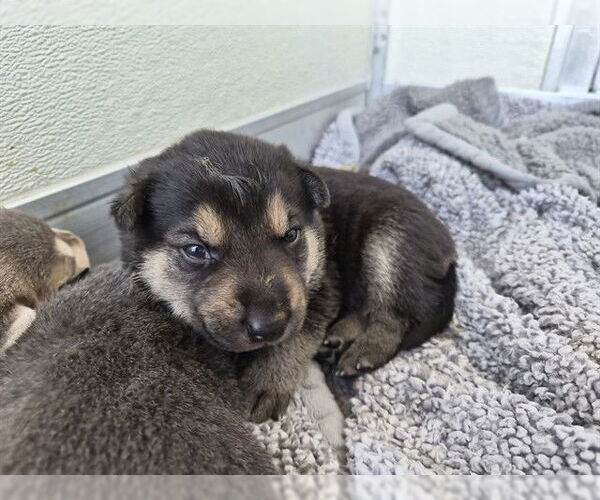 Medium Photo #1 German Shepherd Dog-Unknown Mix Puppy For Sale in Corona, CA, USA