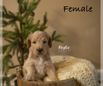 Puppy 5 Goldendoodle-Poodle (Standard) Mix