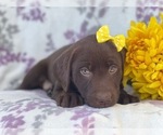 Small Photo #16 Labrador Retriever Puppy For Sale in LAKELAND, FL, USA