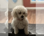 Small Photo #1 Poodle (Toy)-Shih-Poo Mix Puppy For Sale in WALNUT GROVE, CA, USA