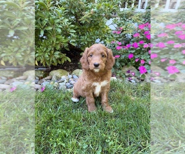 Medium Photo #5 Goldendoodle Puppy For Sale in EASTON, MA, USA