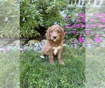 Small #4 Goldendoodle