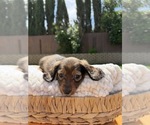 Small #2 Dachshund
