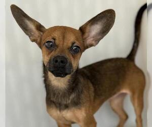 Chihuahua-Unknown Mix Dogs for adoption in Redlands, CA, USA