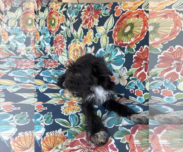 Medium Photo #5 Airedale Terrier-Unknown Mix Puppy For Sale in Wheaton, IL, USA