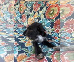 Small #4 Airedale Terrier Mix