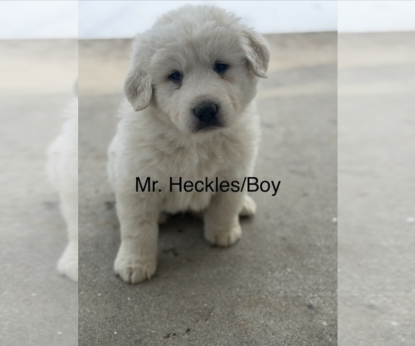 Medium Photo #2 Great Pyrenees Puppy For Sale in ABBOTTSTOWN, PA, USA