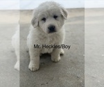 Puppy Mr Heckles Great Pyrenees