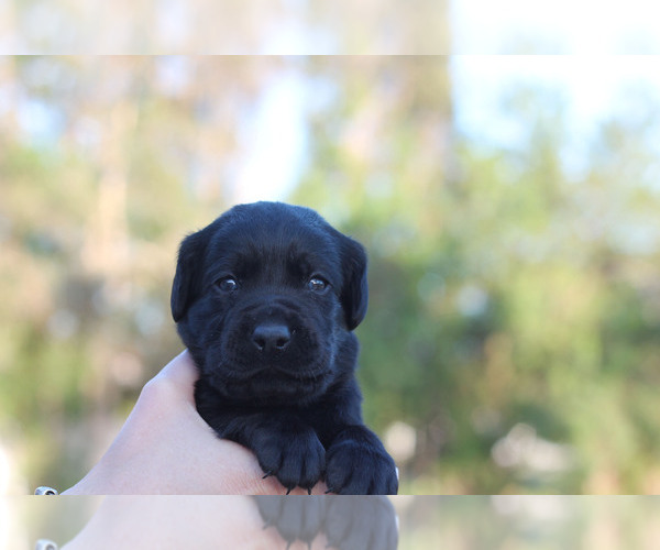 Medium Photo #3 Labrador Retriever Puppy For Sale in WEST PALM BEACH, FL, USA