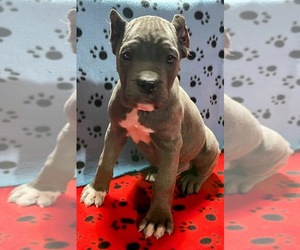 Cane Corso Puppy for sale in WATERBURY, CT, USA