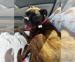 Small Photo #2 Boxer Puppy For Sale in Woodbury, MN, USA