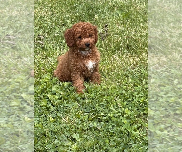 Medium Photo #2 Cavapoo (Miniature) Puppy For Sale in BERKLEY, MI, USA