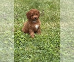 Small #1 Cavapoo (Miniature)