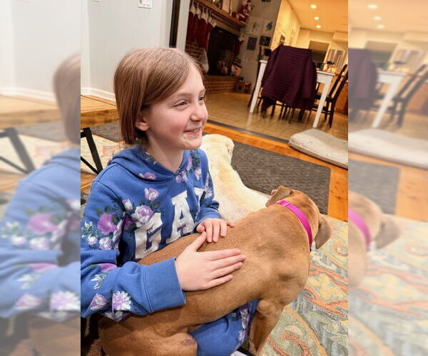 Medium Photo #6 Mutt Puppy For Sale in Rockaway, NJ, USA