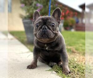 French Bulldog Dogs for adoption in Camarillo, CA, USA