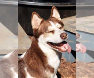 Juni - Female Siberian Husky Dog for Adoption - Photo #3