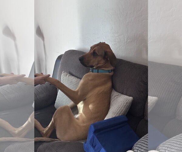 Medium Photo #3 Great Dane-Unknown Mix Puppy For Sale in Chandler, AZ, USA