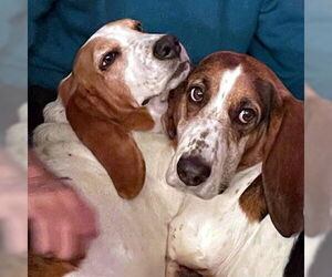 Basset Hound Dogs for adoption in Deepwater, NJ, USA