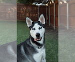 Small #10 Siberian Husky